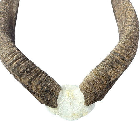 Nyala Skull Cap- Real Deer Skull - Approximate Size: 22LX13WX5.5D" Wall Art, Man Cave Skull Wall Decor (Horn Size 23 and 24" horns)