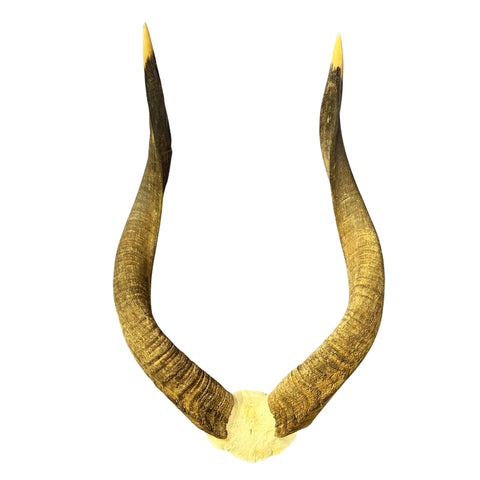 Nyala Skull Cap- Real Deer Skull - Approximate Size: 22LX13WX5.5D" Wall Art, Man Cave Skull Wall Decor (Horn Size 23 and 24" horns)