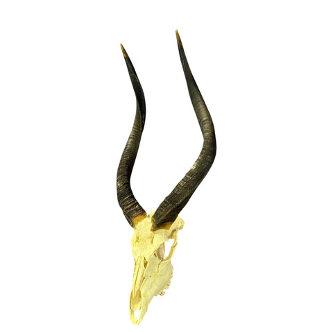 Nyala Skull Cap- Real Deer Skull - Approximate Size: 33LX13WX13D" Wall Art, Man Cave Skull Wall Decor (Genuine Nyala Antelope -27" horns)