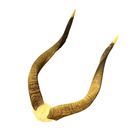Nyala Skull Cap- Real Deer Skull - Approximate Size: 22LX13WX5.5D" Wall Art, Man Cave Skull Wall Decor (Horn Size 23 and 24" horns)