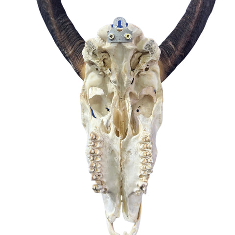 Nyala Skull Cap- Real Deer Skull - Approximate Size: 33LX13WX13D" Wall Art, Man Cave Skull Wall Decor (Genuine Nyala Antelope -27" horns)