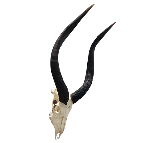 Nyala Skull- Real Deer Skull - Approximate Size: 33LX14WX19D" Wall Art, Skull Wall Decor (Genuine Nyala Antelope -26" and 27 horns)