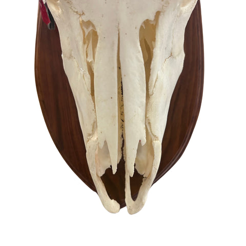 Nyala Skull- Real Deer Skull - Approximate Size: 33LX14WX19D" Wall Art, Skull Wall Decor (Genuine Nyala Antelope -26" and 27 horns)
