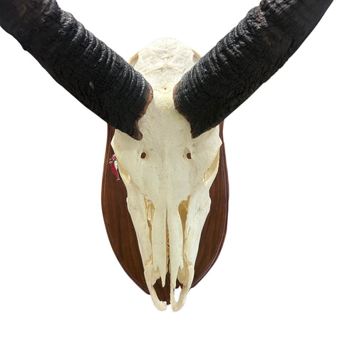 Nyala Skull- Real Deer Skull - Approximate Size: 33LX14WX19D" Wall Art, Skull Wall Decor (Genuine Nyala Antelope -26" and 27 horns)