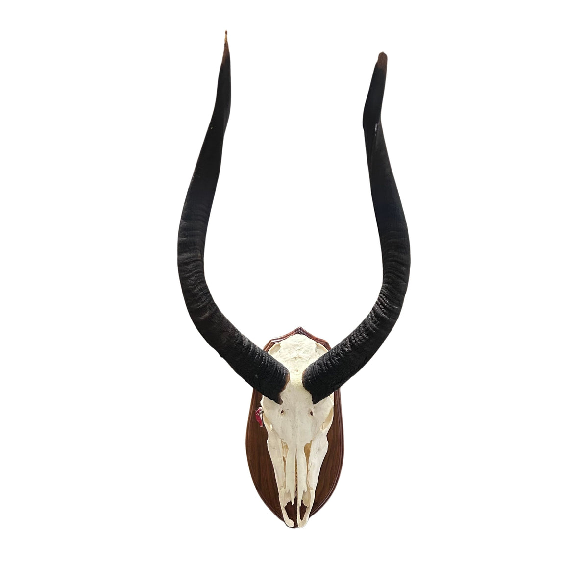 Nyala Skull- Real Deer Skull - Approximate Size: 33LX14WX19D" Wall Art, Skull Wall Decor (Genuine Nyala Antelope -26" and 27 horns)