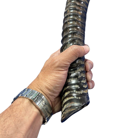 28" Real Oryx Horn Yemenite Shofar - Genuine Gemsbok Horn Shofar- Real Horns Judaica Trumpet - Kosher Made Yemenite Trumpet Size: 28" long