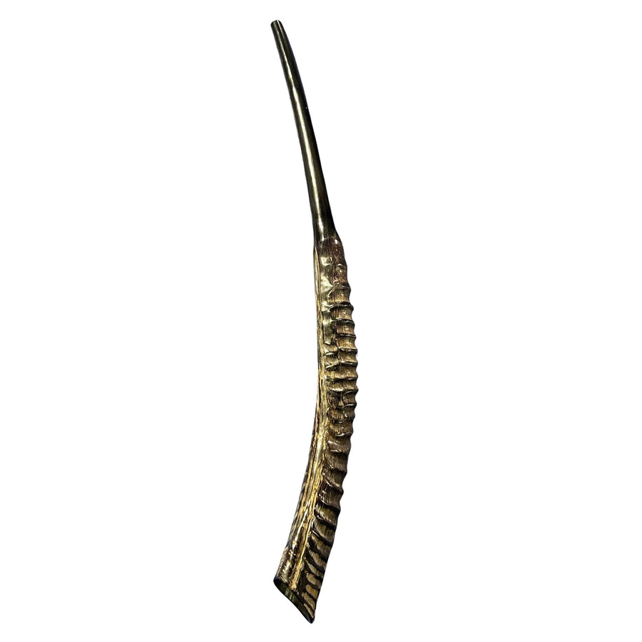 28" Real Oryx Horn Yemenite Shofar - Genuine Gemsbok Horn Shofar- Real Horns Judaica Trumpet - Kosher Made Yemenite Trumpet Size: 28" long