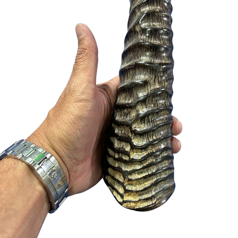 28" Real Oryx Horn Yemenite Shofar - Genuine Gemsbok Horn Shofar- Real Horns Judaica Trumpet - Kosher Made Yemenite Trumpet Size: 28" long