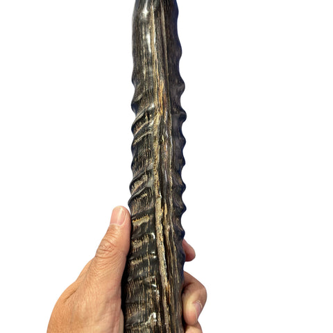 28" Real Oryx Horn Yemenite Shofar - Genuine Gemsbok Horn Shofar- Real Horns Judaica Trumpet - Kosher Made Yemenite Trumpet Size: 28" long