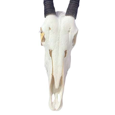 Real Oryx Skull African Wall Art Skull Taxidermy Man Gift Trophy Size Gemsbok Skull 34" horns Wall Art Antelope Skull Taxidermy for Man Cave