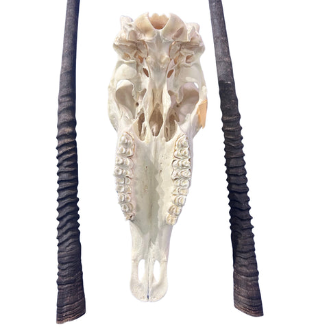 Real Oryx Skull African Wall Art Skull Taxidermy Man Gift Trophy Size Gemsbok Skull 34" horns Wall Art Antelope Skull Taxidermy for Man Cave