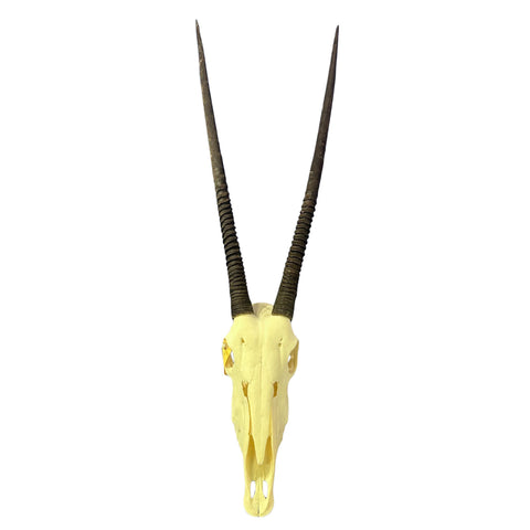 Real Oryx Skull African Wall Art Skull Taxidermy Man Gift Trophy Size Gemsbok Skull 34" horns Wall Art Antelope Skull Taxidermy for Man Cave