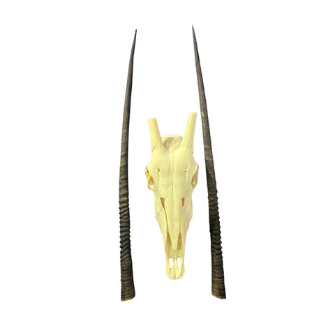 Real Oryx Skull African Wall Art Skull Taxidermy Man Gift Trophy Size Gemsbok Skull 34" horns Wall Art Antelope Skull Taxidermy for Man Cave