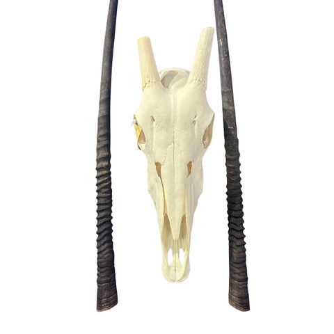 Real Oryx Skull African Wall Art Skull Taxidermy Man Gift Trophy Size Gemsbok Skull 34" horns Wall Art Antelope Skull Taxidermy for Man Cave