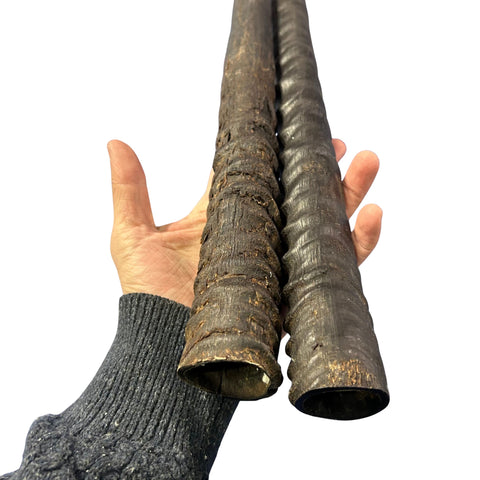 Real Oryx Horn - 2 Genuine Gemsbok Horns - Real Horns Antler Arts and Crafts - Around 27" long Good for Door Handle, horn fixtures, shofars