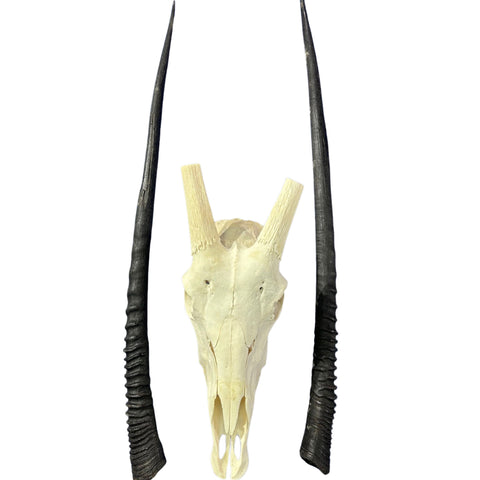 Real Oryx Skull African Wall Art Skull Taxidermy Man Gift Trophy Size Gemsbok Skull 35" horns Wall Art Antelope Skull Taxidermy for Man Cave