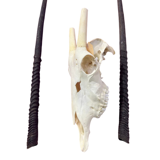 Real Oryx Skull African Wall Art Skull Taxidermy Man Gift Trophy Size Gemsbok Skull 30" horns Wall Art Antelope Skull Taxidermy for Man Cave