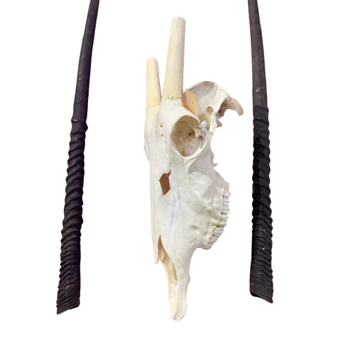 Real Oryx Skull African Wall Art Skull Taxidermy Man Gift Trophy Size Gemsbok Skull 30" horns Wall Art Antelope Skull Taxidermy for Man Cave