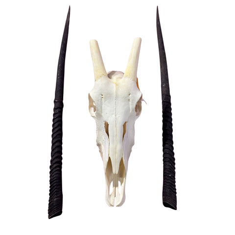 Real Oryx Skull African Wall Art Skull Taxidermy Man Gift Trophy Size Gemsbok Skull 30" horns Wall Art Antelope Skull Taxidermy for Man Cave