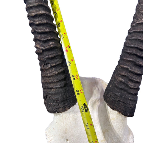 Oryx Skull - Real African Antelope Horns + Real Gemsbok Skull (36" horns)