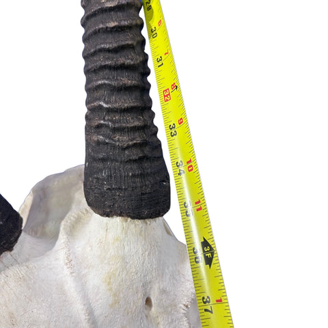 Oryx Skull - Real African Antelope Horns + Real Gemsbok Skull (36" horns)