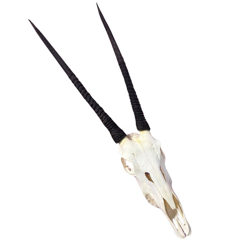Real Oryx Skull African Wall Art Skull Taxidermy Man Gift Trophy Size Gemsbok Skull 30" horns Wall Art Antelope Skull Taxidermy for Man Cave