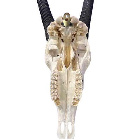 Real Oryx Skull African Wall Art Skull Taxidermy Man Gift Trophy Size Gemsbok Skull 35" horns Wall Art Antelope Skull Taxidermy for Man Cave