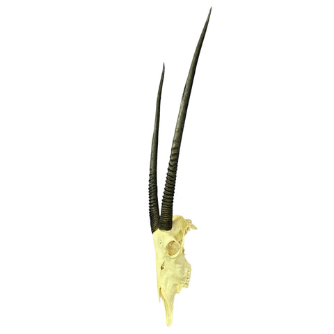 Real Oryx Skull African Wall Art Skull Taxidermy Man Gift Trophy Size Gemsbok Skull 35" horns Wall Art Antelope Skull Taxidermy for Man Cave