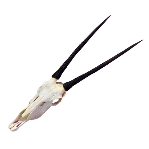 Real Oryx Skull African Wall Art Skull Taxidermy Man Gift Trophy Size Gemsbok Skull 30" horns Wall Art Antelope Skull Taxidermy for Man Cave