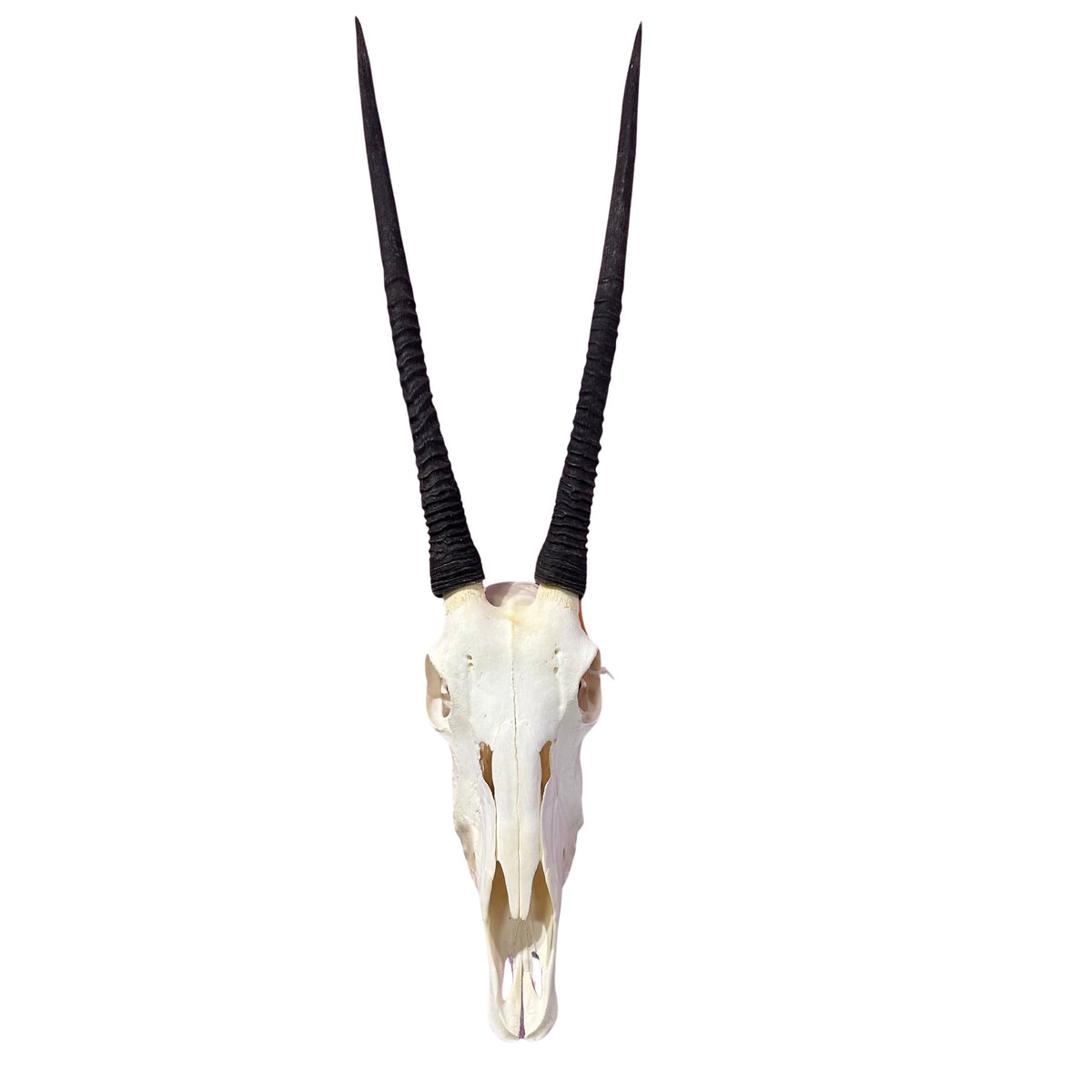 Real Oryx Skull African Wall Art Skull Taxidermy Man Gift Trophy Size Gemsbok Skull 30" horns Wall Art Antelope Skull Taxidermy for Man Cave