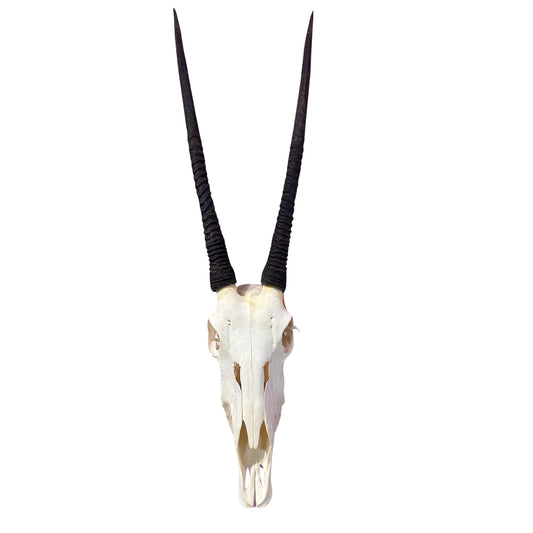 Real Oryx Skull African Wall Art Skull Taxidermy Man Gift Trophy Size Gemsbok Skull 30" horns Wall Art Antelope Skull Taxidermy for Man Cave