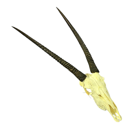 Oryx Skull - Real African Antelope Horns + Real Gemsbok Skull (36" horns)