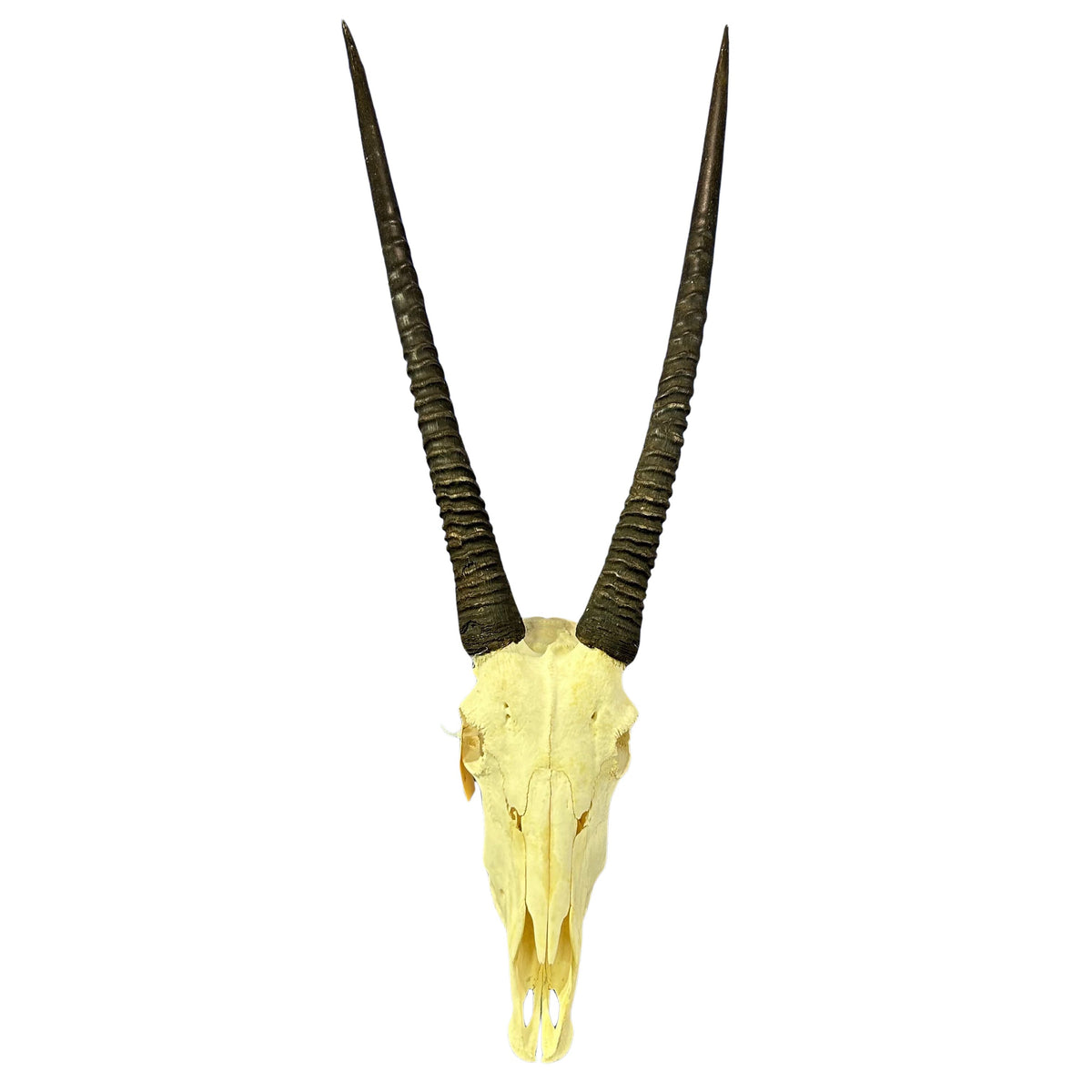 Oryx Skull - Real African Antelope Horns + Real Gemsbok Skull (36" horns)