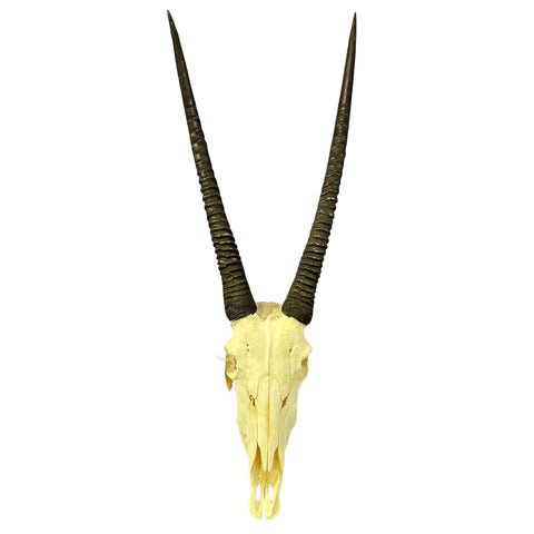 Oryx Skull - Real African Antelope Horns + Real Gemsbok Skull (36" horns)