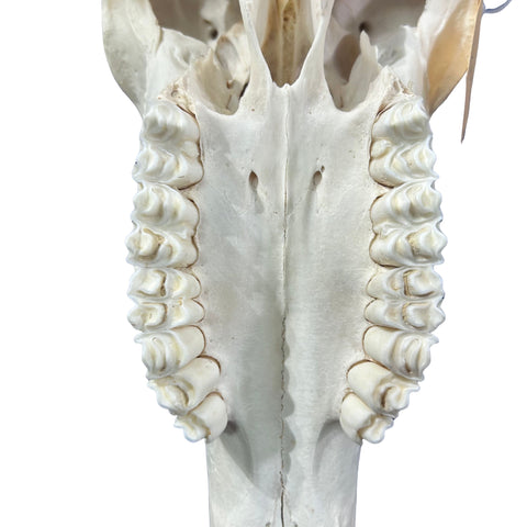 Oryx Skull - Real African Antelope Horns + Real Gemsbok Skull (36" horns)