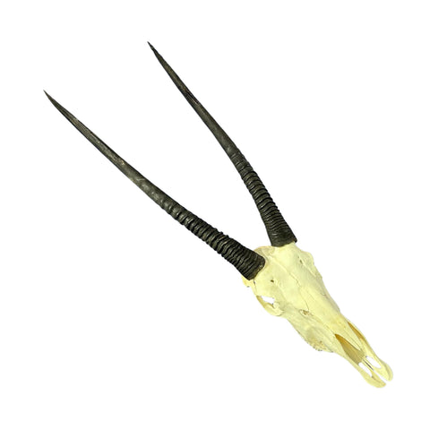 Real Oryx Skull African Wall Art Skull Taxidermy Man Gift Trophy Size Gemsbok Skull 35" horns Wall Art Antelope Skull Taxidermy for Man Cave
