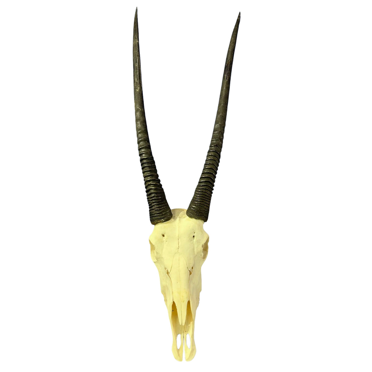 Real Oryx Skull African Wall Art Skull Taxidermy Man Gift Trophy Size Gemsbok Skull 35" horns Wall Art Antelope Skull Taxidermy for Man Cave