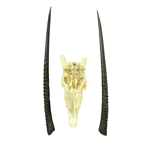 Oryx Skull - Real African Antelope Horns + Real Gemsbok Skull (36" horns)
