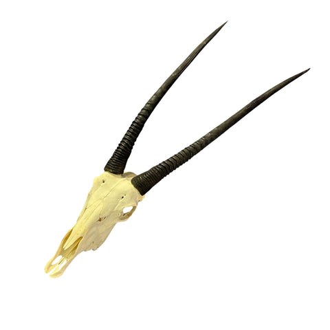 Real Oryx Skull African Wall Art Skull Taxidermy Man Gift Trophy Size Gemsbok Skull 35" horns Wall Art Antelope Skull Taxidermy for Man Cave