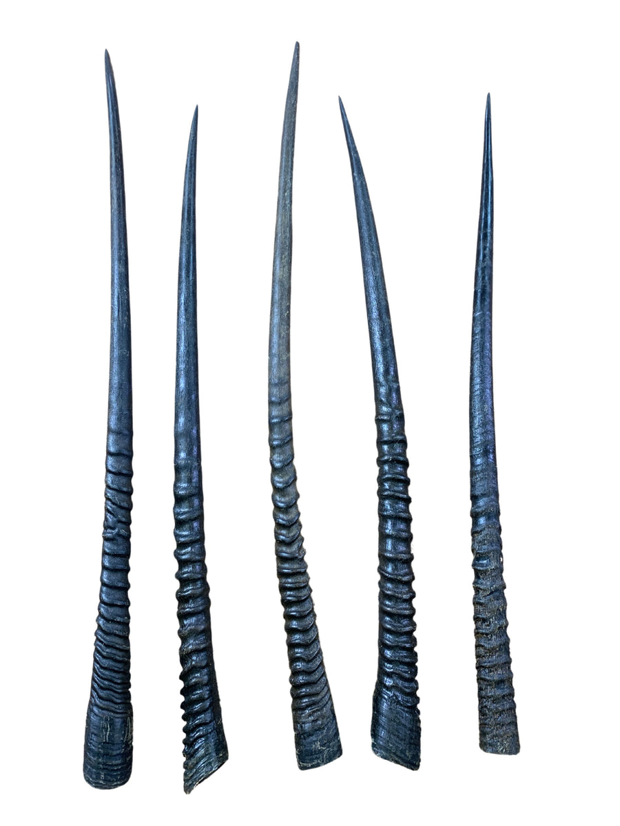 Natural Gemsbok Horn, 1 Oiled Oryx Horn Average Size: 32 inches long