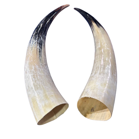 Real Ox Horn Set (2 horns/left and right) - 25.8" and 28" long Longhorn Rustic Decor Arts and Crafts Cowboy Gift - Steer Horns
