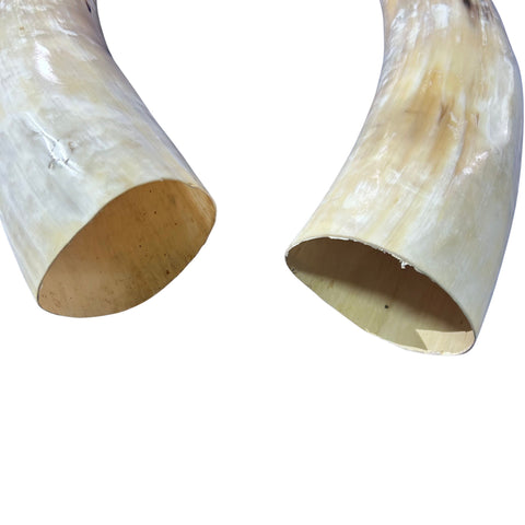 Real Ox Horn Set (2 horns/left and right) - 25.8" and 28" long Longhorn Rustic Decor Arts and Crafts Cowboy Gift - Steer Horns