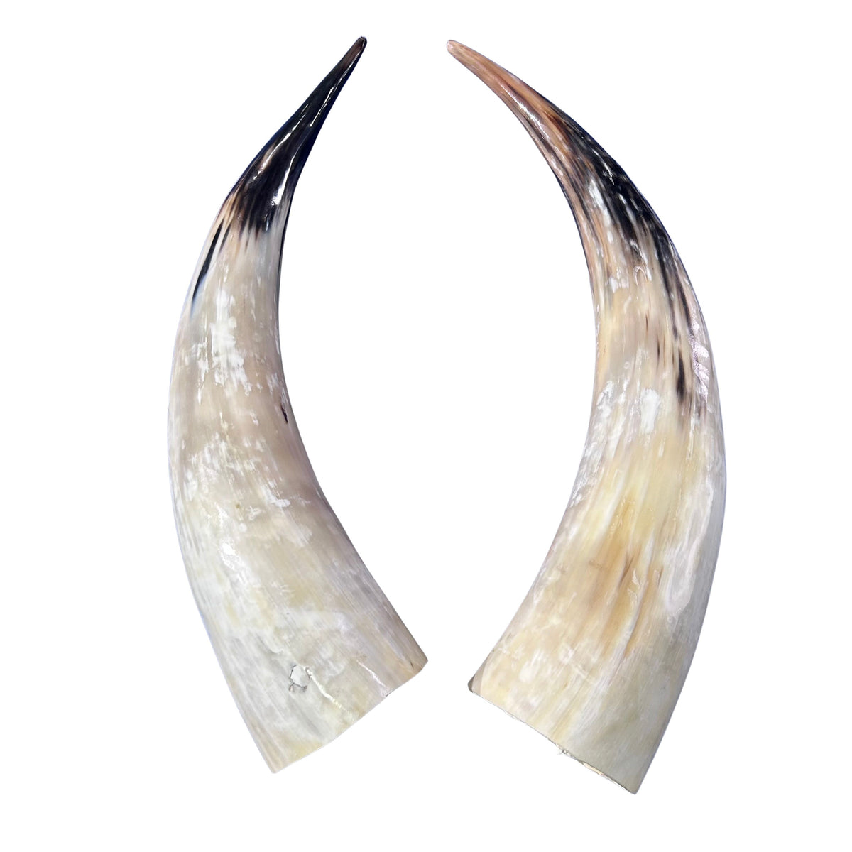 Real Ox Horn Set (2 horns/left and right) - 25.8" and 28" long Longhorn Rustic Decor Arts and Crafts Cowboy Gift - Steer Horns
