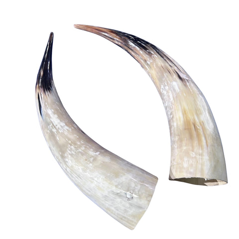 Real Ox Horn Set (2 horns/left and right) - 25.8" and 28" long Longhorn Rustic Decor Arts and Crafts Cowboy Gift - Steer Horns