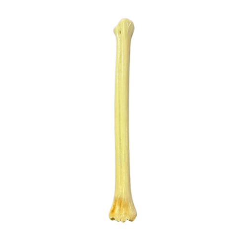 Real Giraffe Leg Bone About 24" long - Polished Giraffe Leg Bone