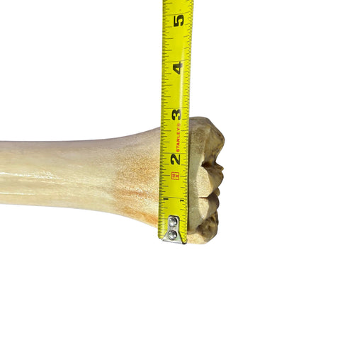 Real Giraffe Leg Bone About 24" long - Polished Giraffe Leg Bone
