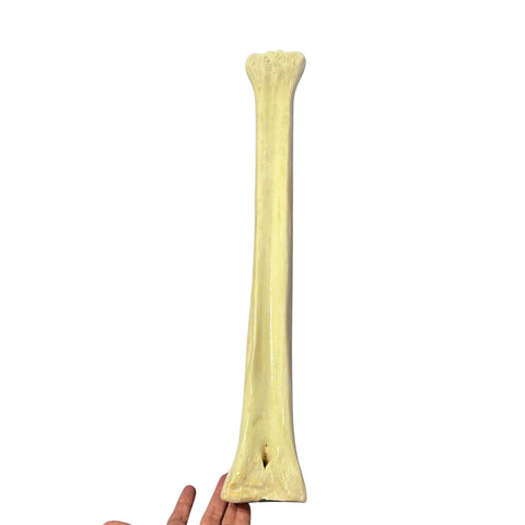 Real Giraffe Leg Bone About 24" long