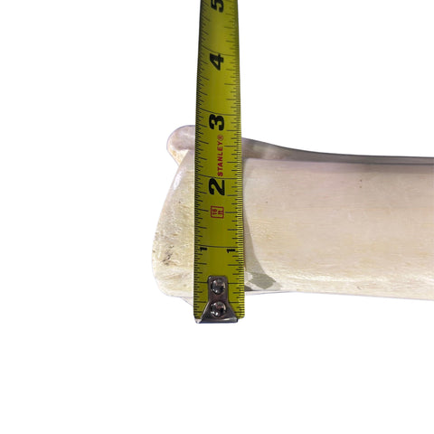 Real Giraffe Leg Bone About 24" long - Polished Giraffe Leg Bone