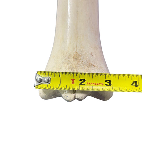 Real Giraffe Leg Bone About 23" long - Polished Giraffe Leg Bone