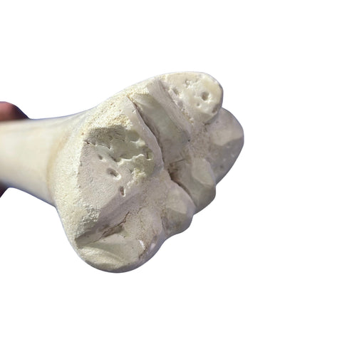 Real Giraffe Leg Bone About 24" long